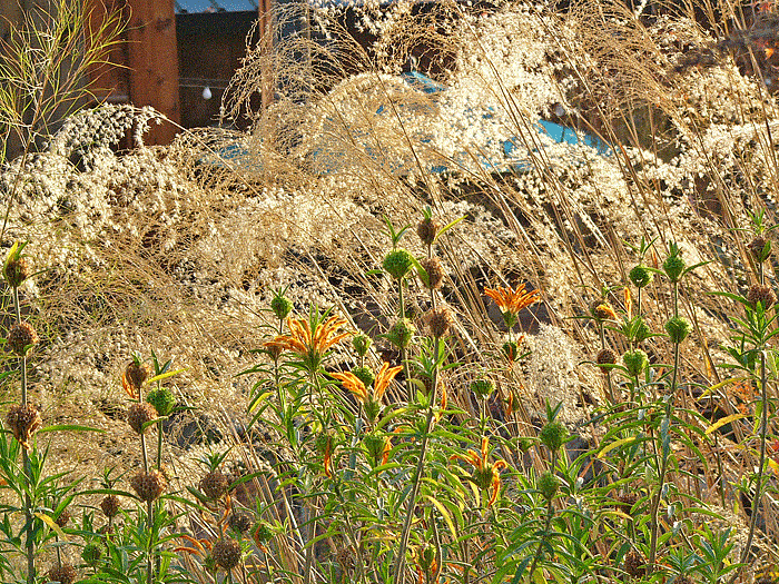 Hand Grass, Lions Ear, Bamboo Muhly