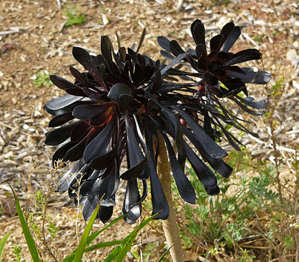 Aeonium argoreum Atropupureum Purple Aeonium