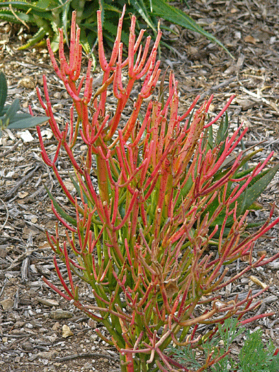 Euphorbia tirucalliu Sticks on Fire - Pencil Tree cultivar