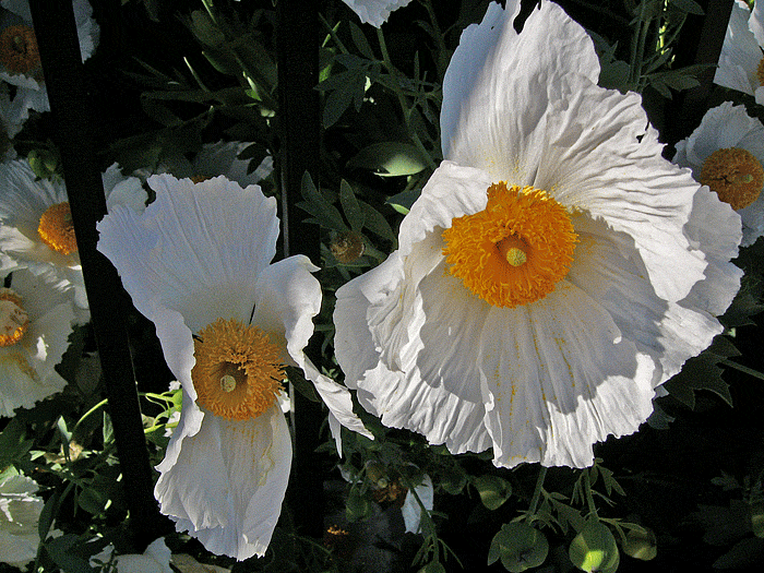 Romneya coulterii Matilija Poppy