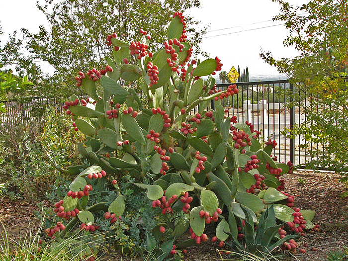 Opuntia ficus-indica Mission Fig Cactus