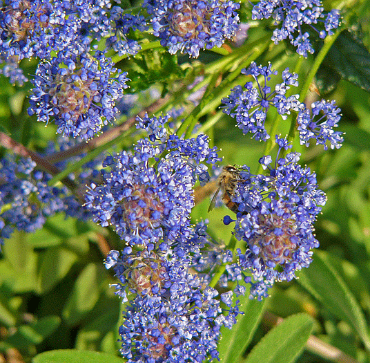 bee on ceonothus