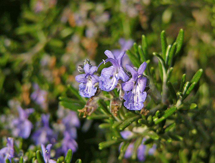 Rosemary