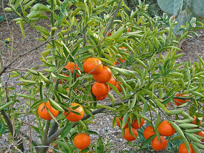 Tangerine tree